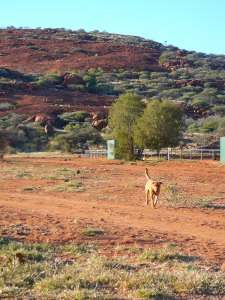 Pitjantjatjara country